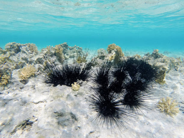 Bodrum’da Dalış Noktaları