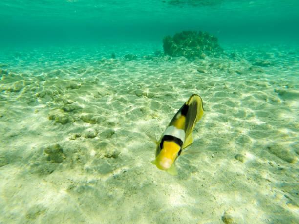 Bodrum'da dalış eğitimleri kaç gün sürer?