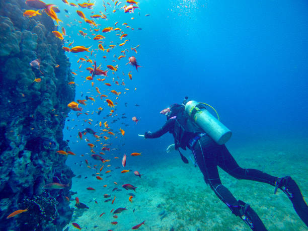 Dalışa Yeni Başlayanlar İçin Bodrum Rehberi